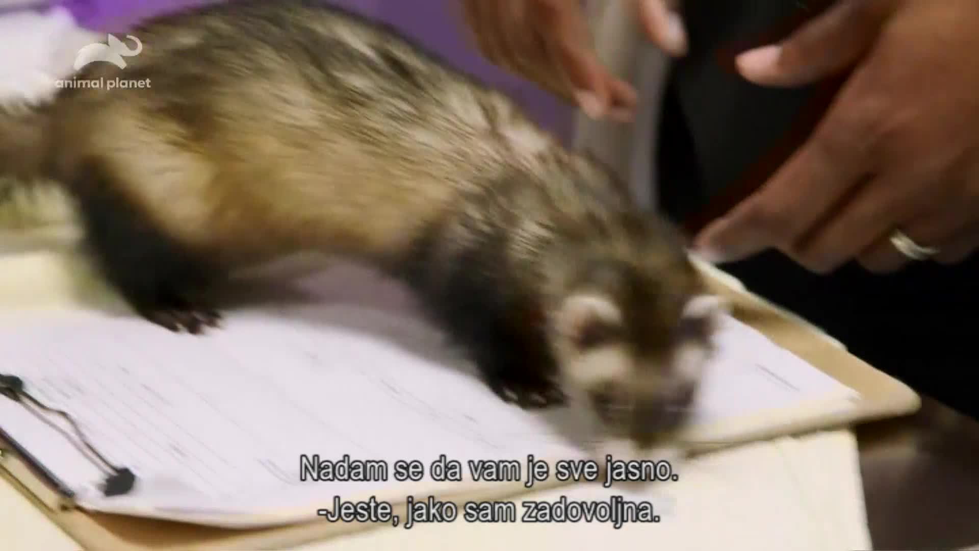 AnimalPlanet