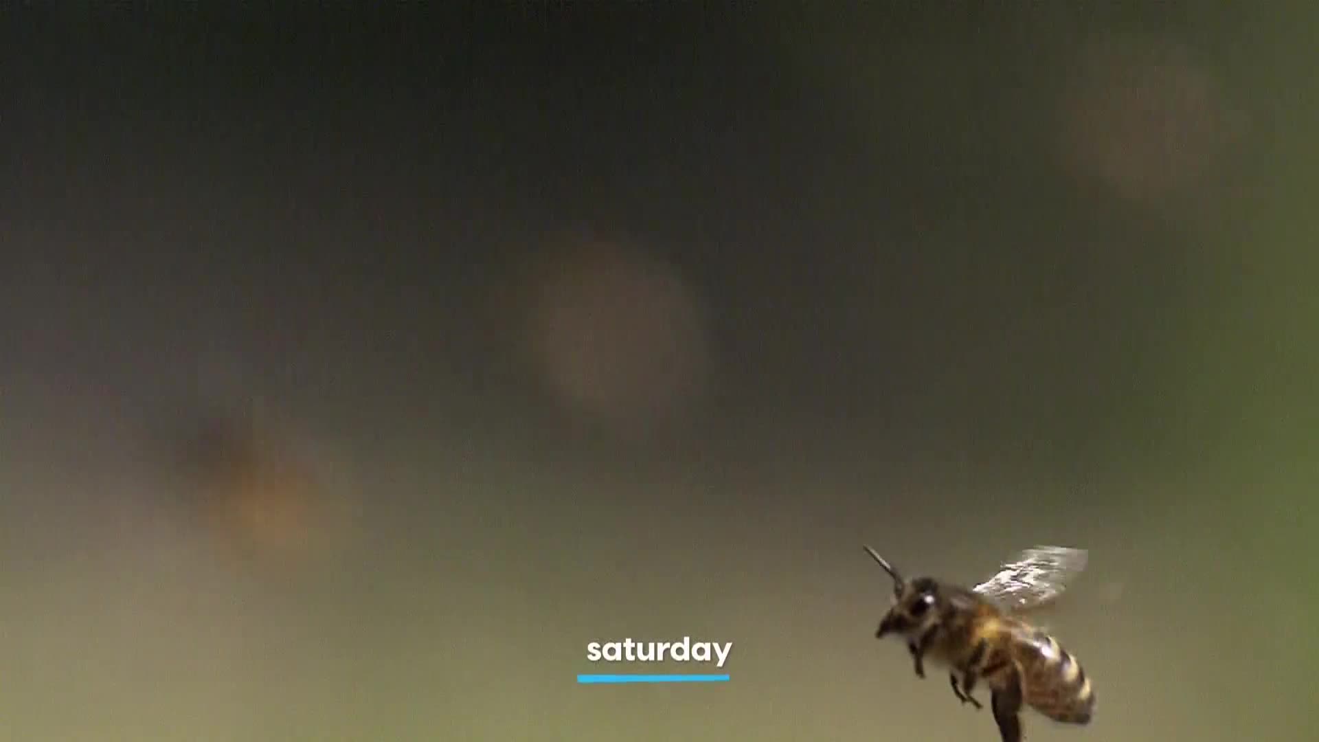 AnimalPlanet