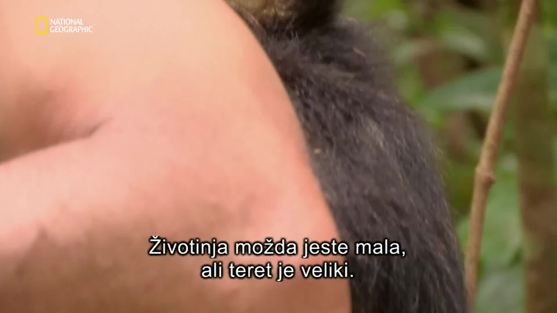 Premium10