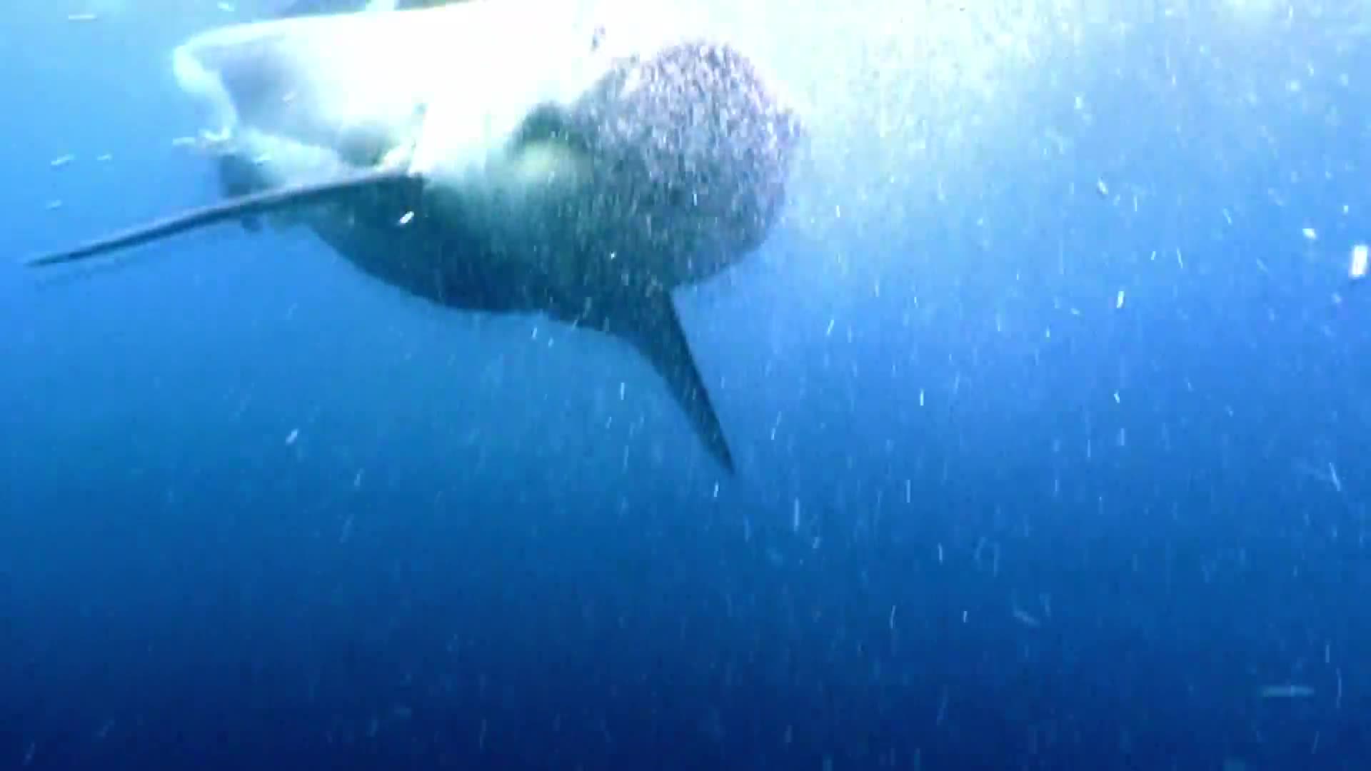 AnimalPlanet