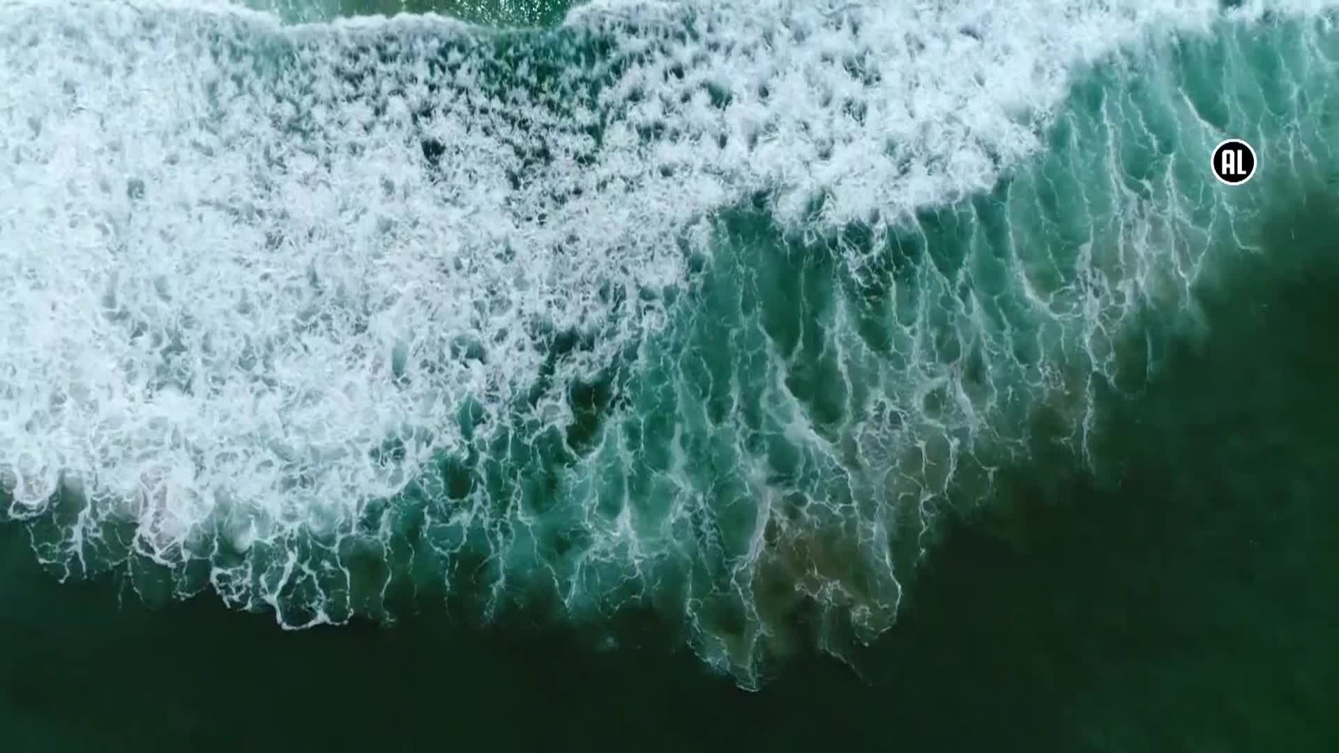 AnimalPlanet