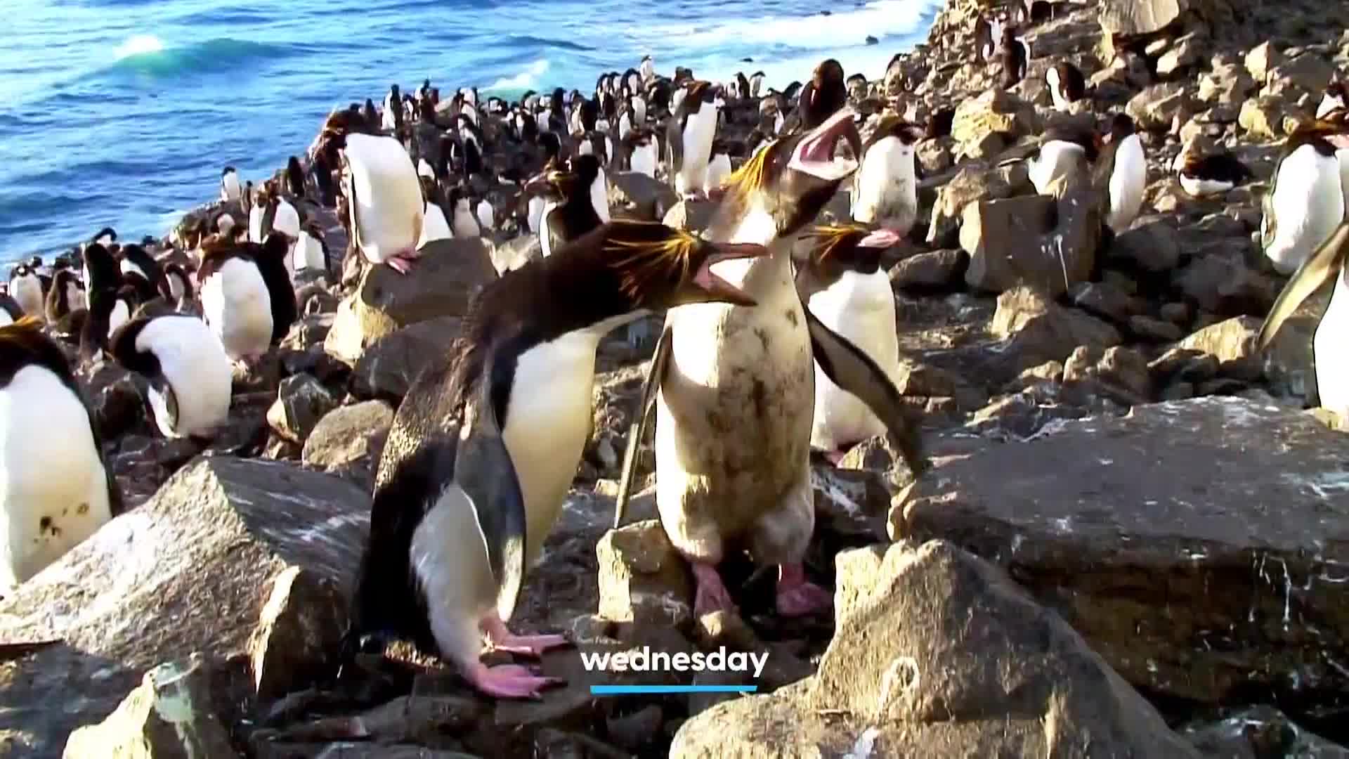 AnimalPlanet