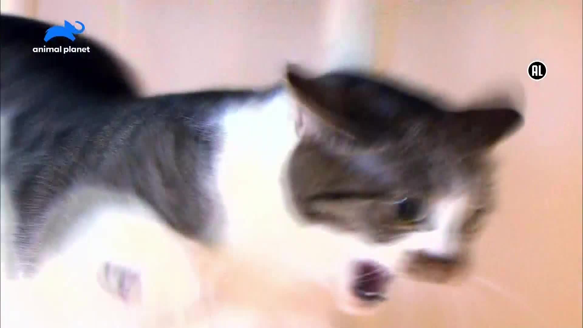 AnimalPlanet