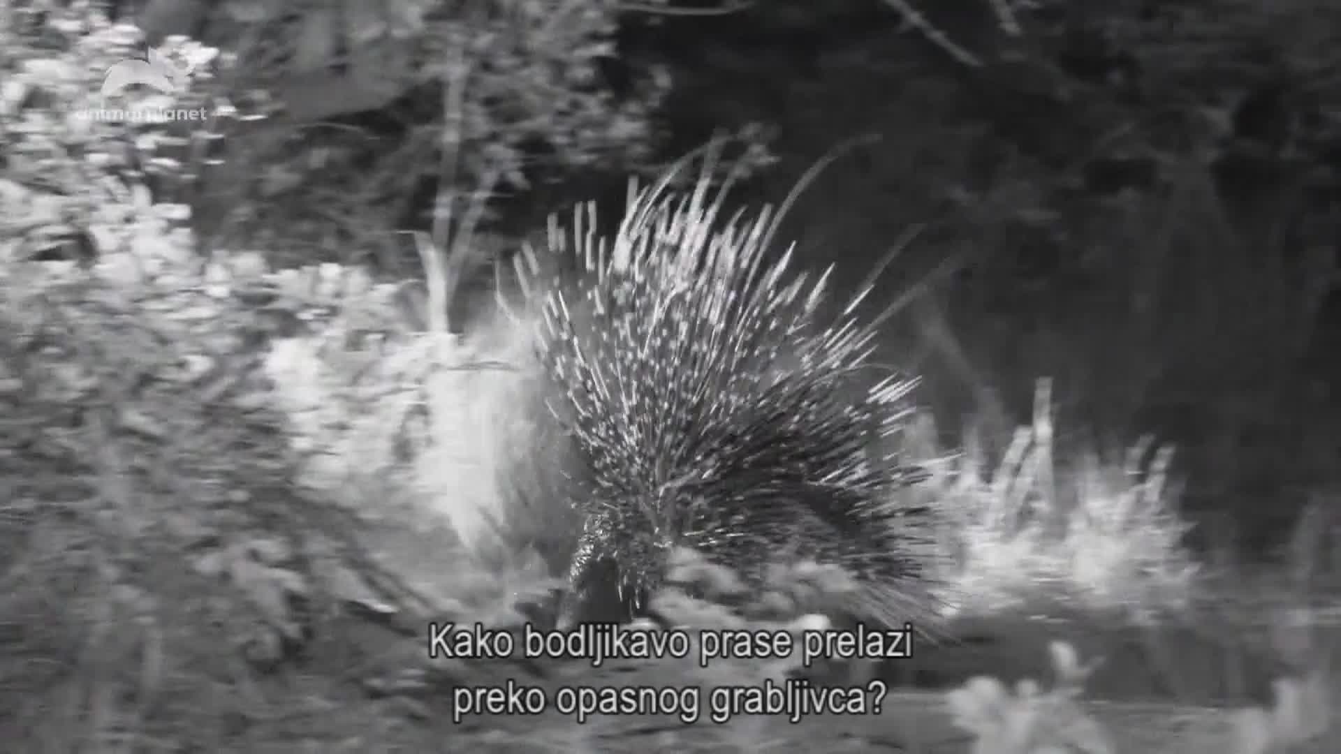 AnimalPlanet