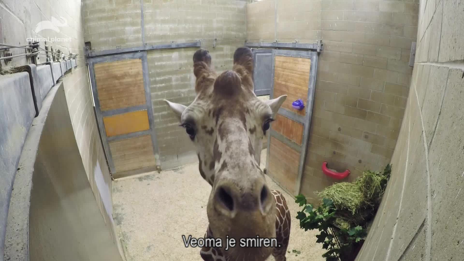 AnimalPlanet