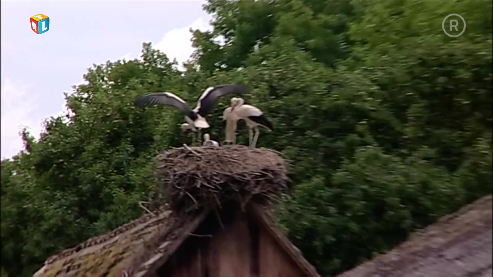 RTLKockica
