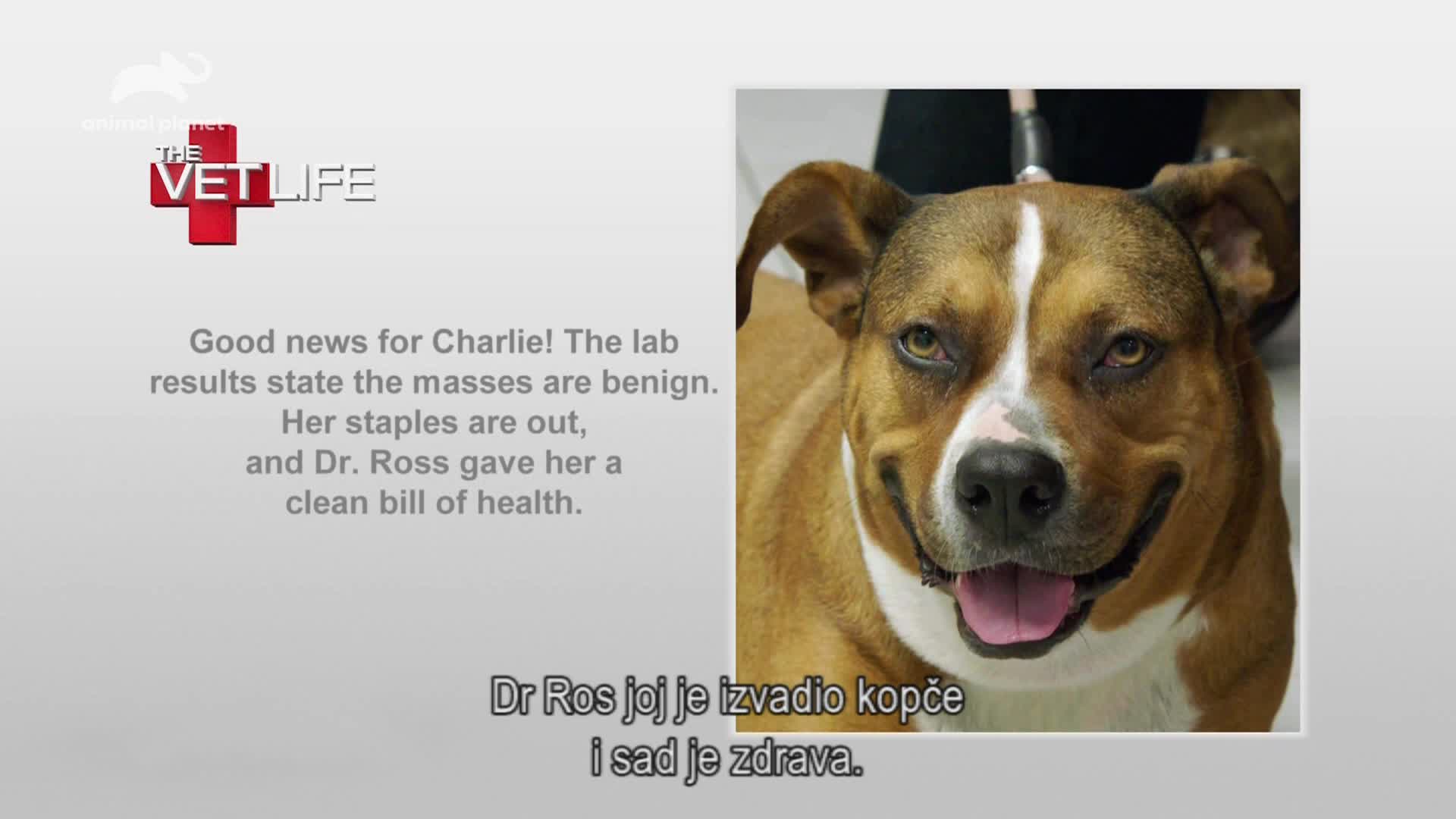 AnimalPlanet