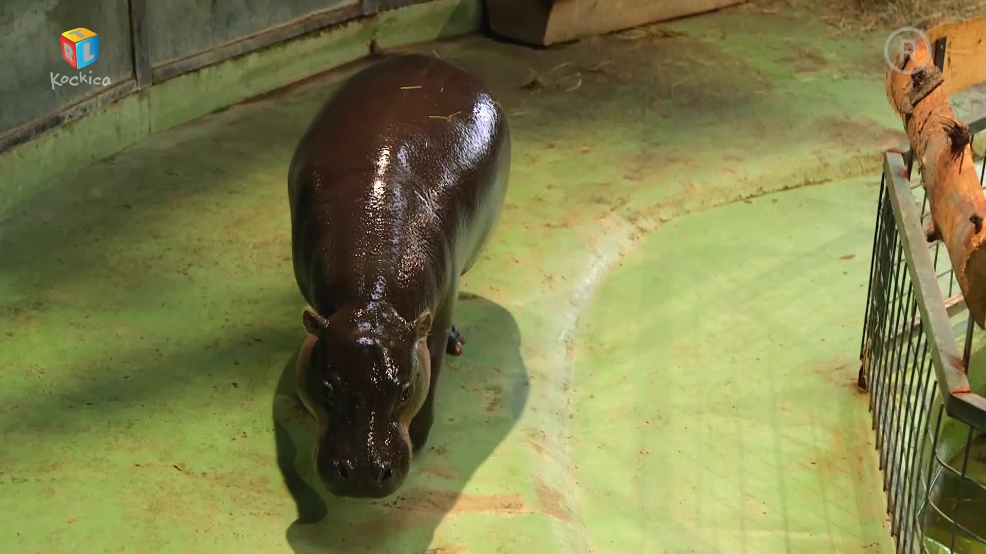 RTLKockica