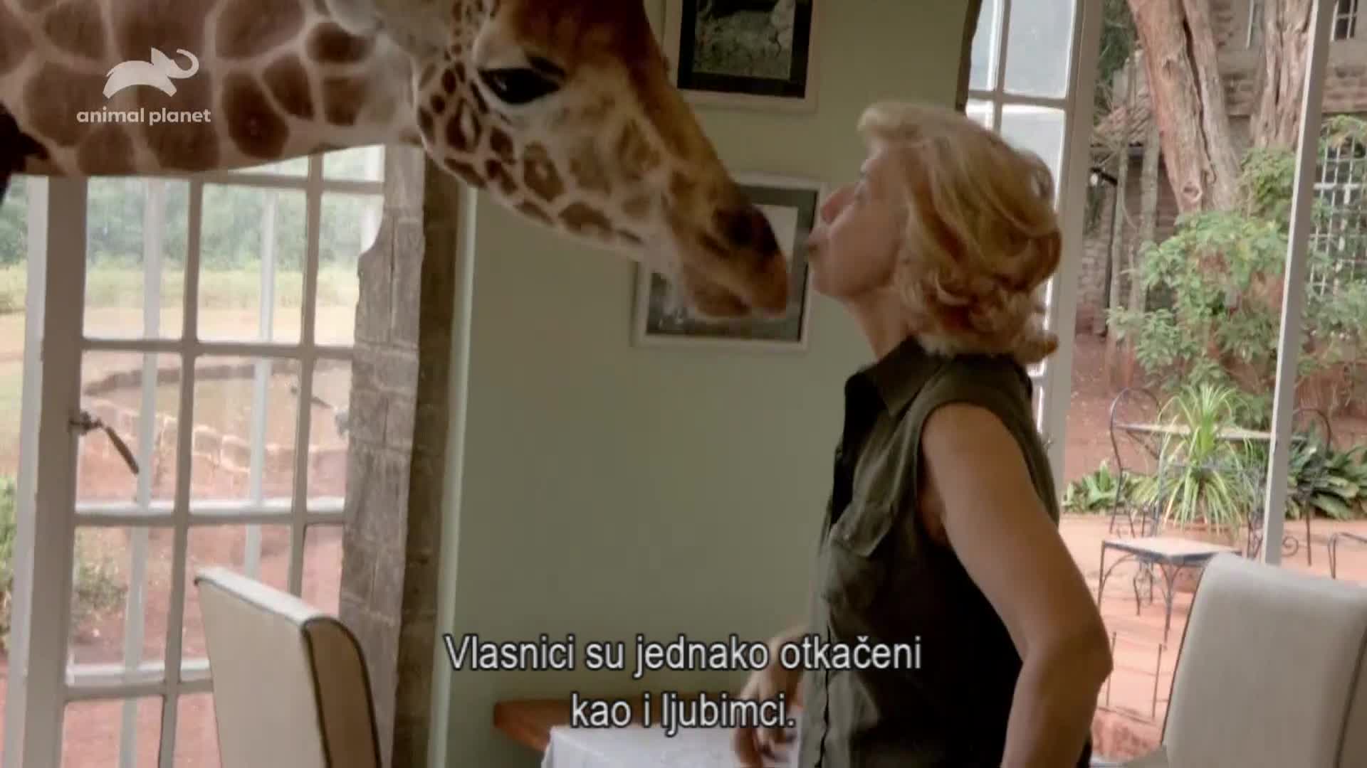 AnimalPlanet