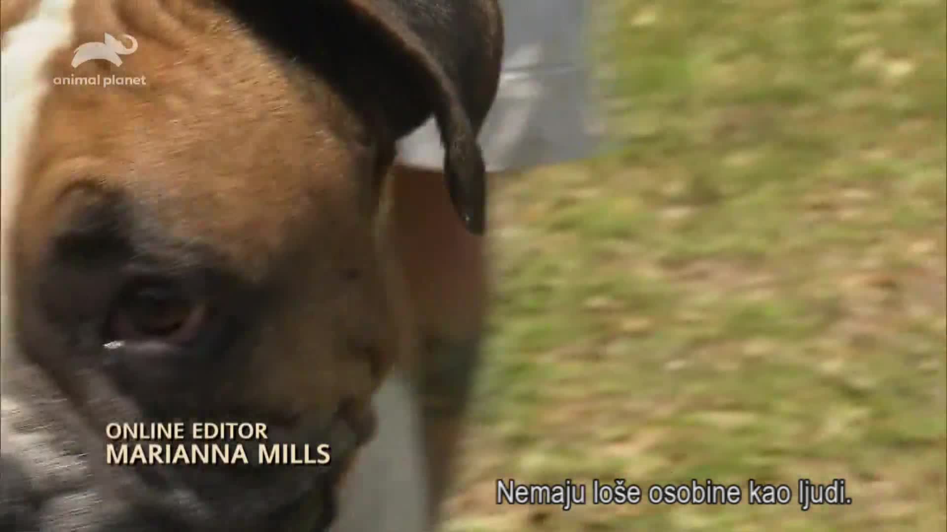 AnimalPlanet