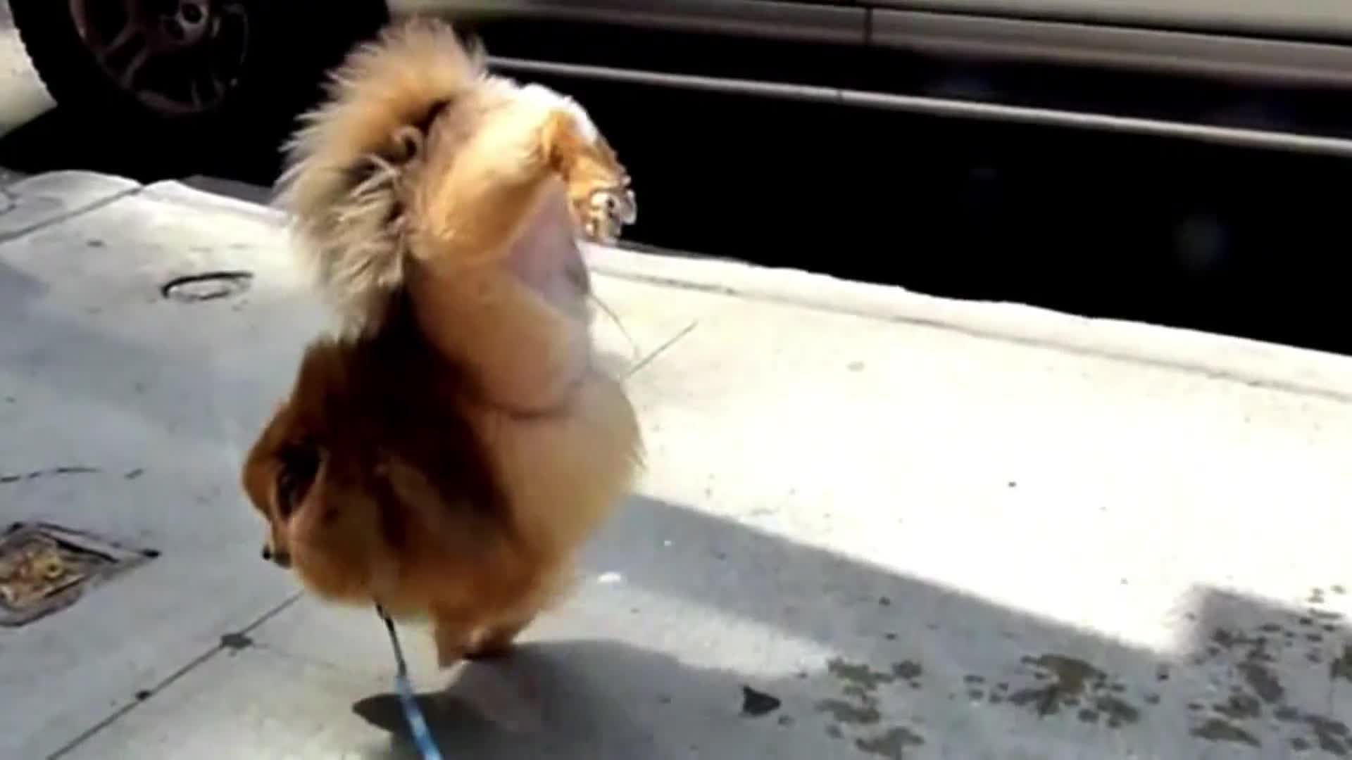 AnimalPlanet