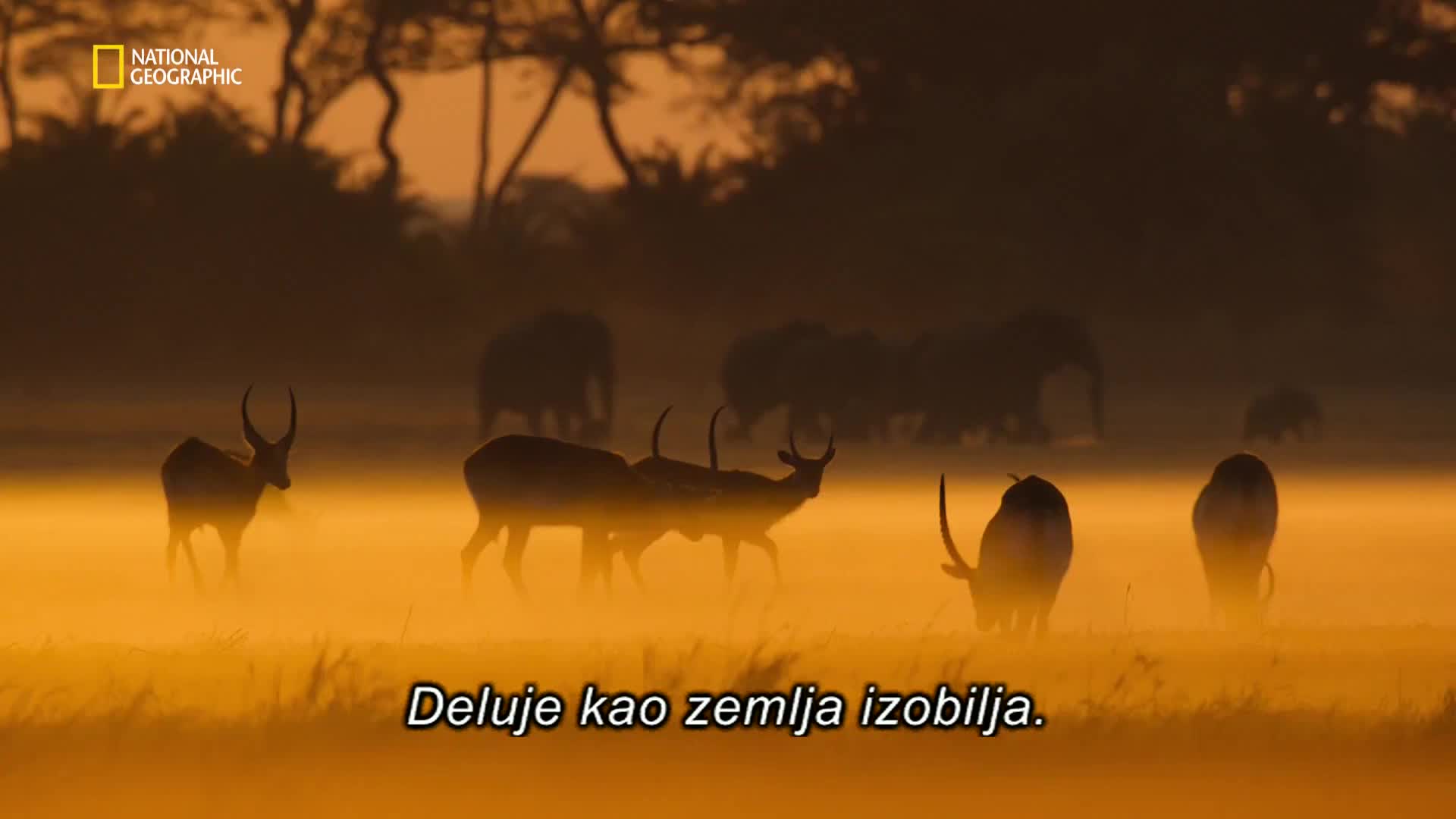 Premium10
