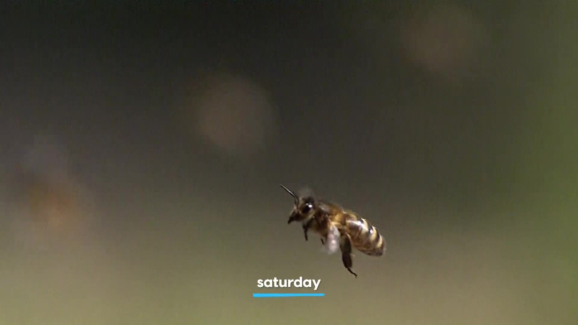 AnimalPlanet