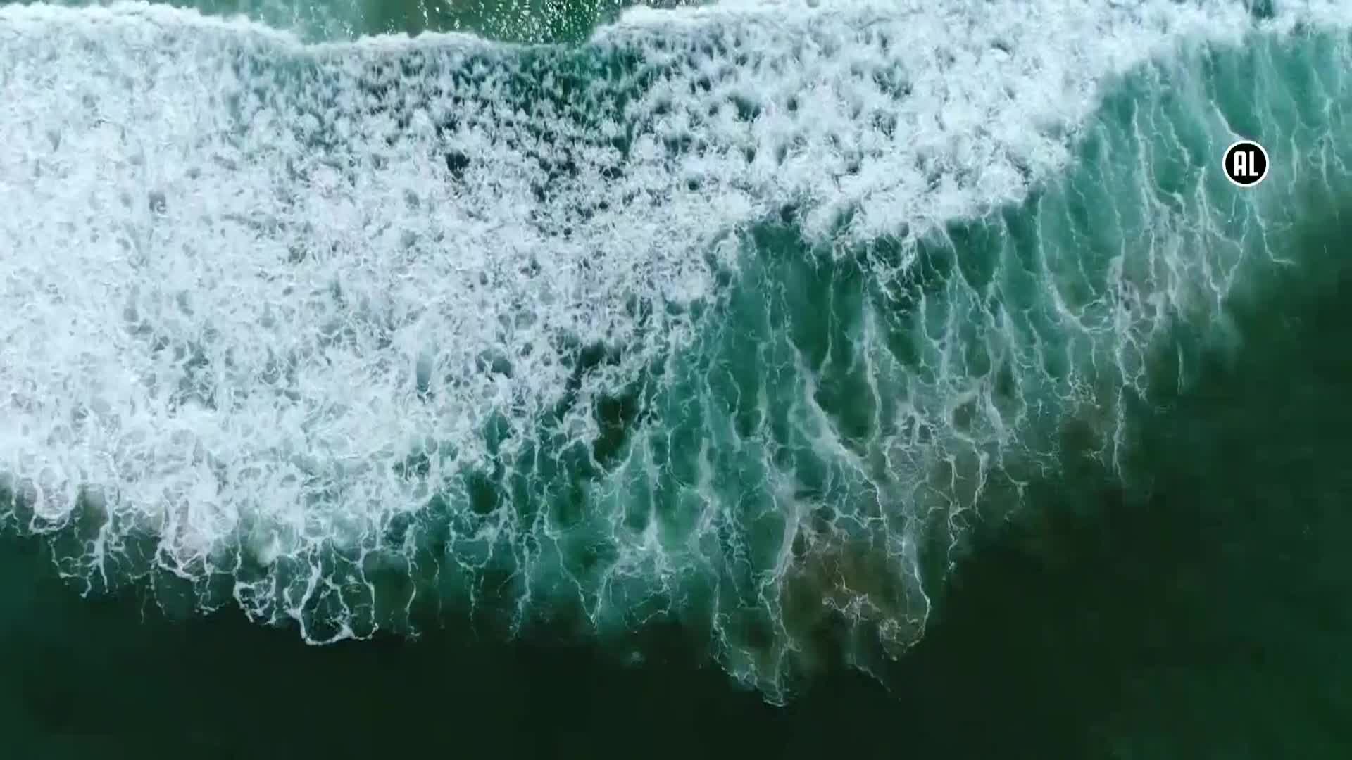 AnimalPlanet
