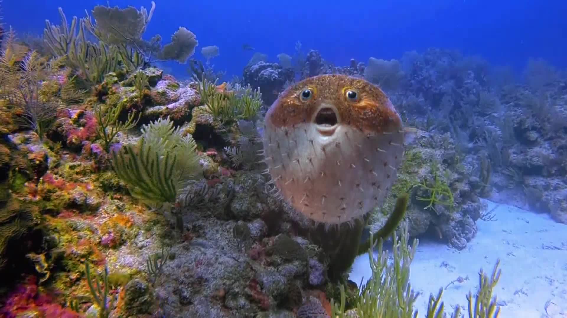 AnimalPlanet