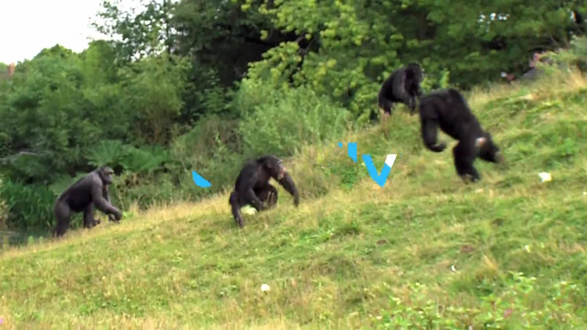 AnimalPlanet