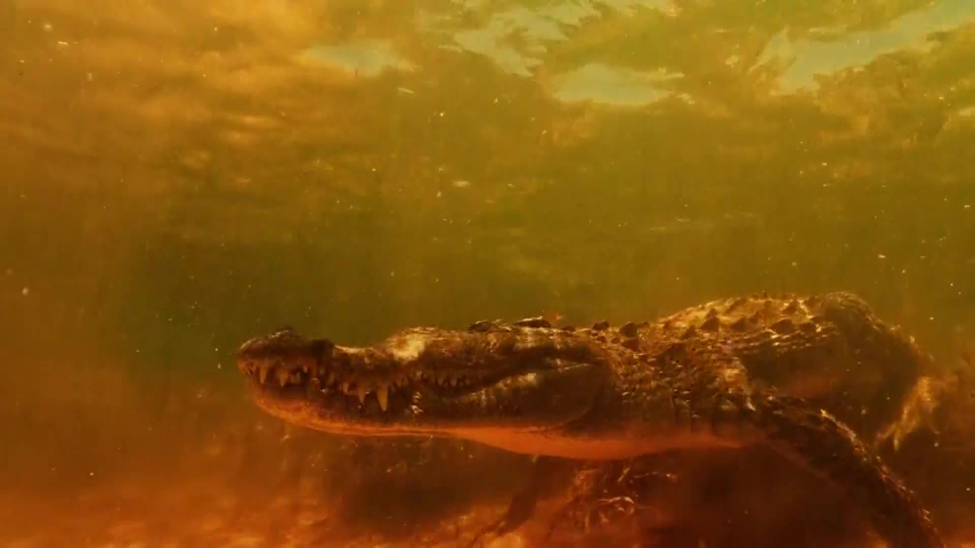 AnimalPlanet