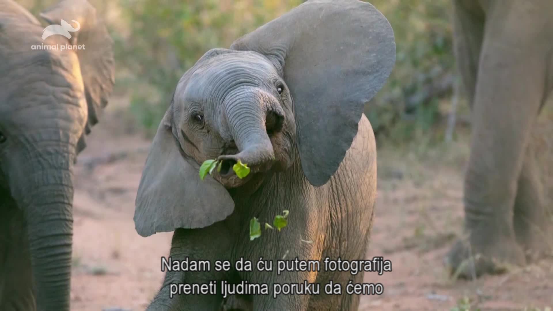 AnimalPlanet