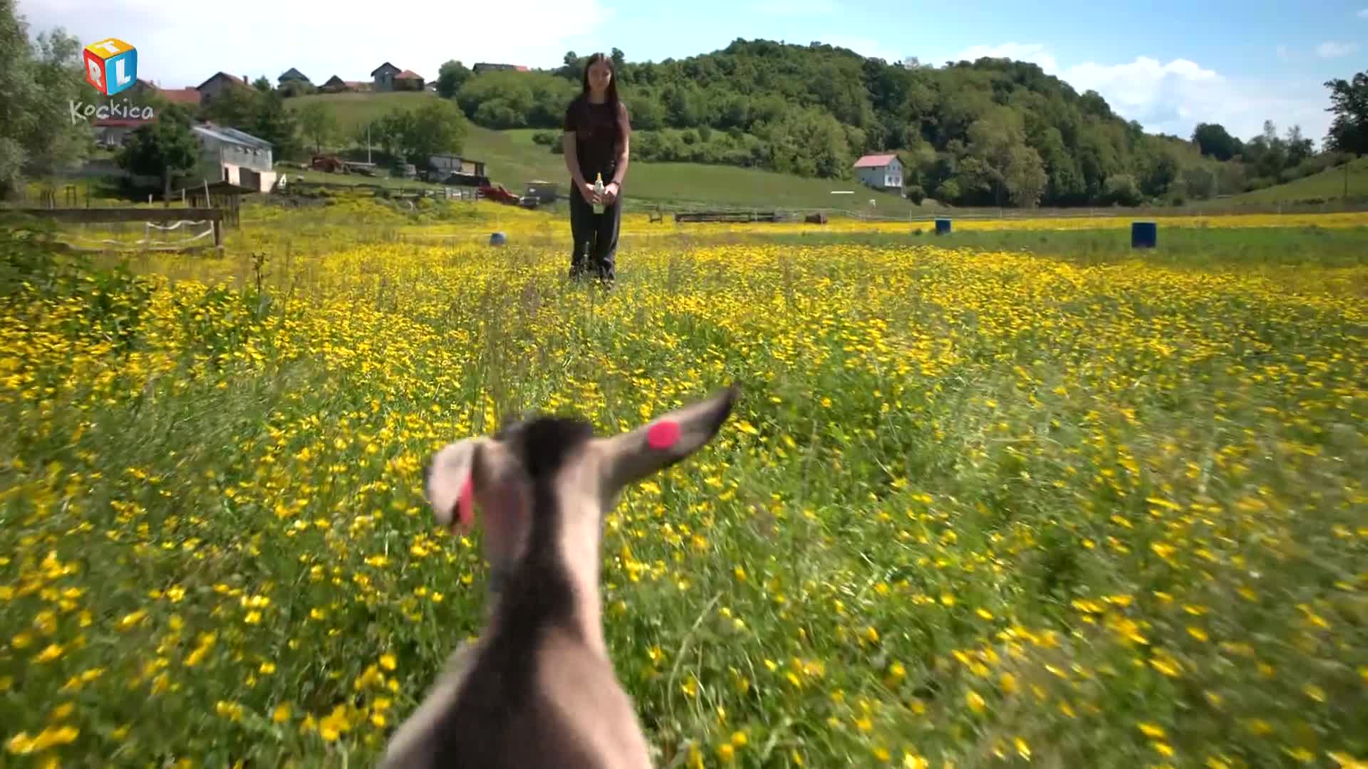 RTLKockica