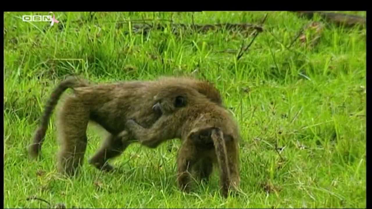 obn
