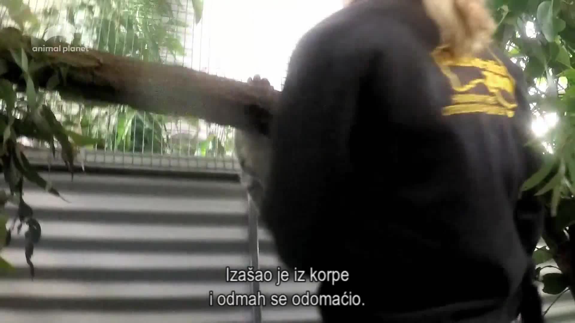 AnimalPlanet