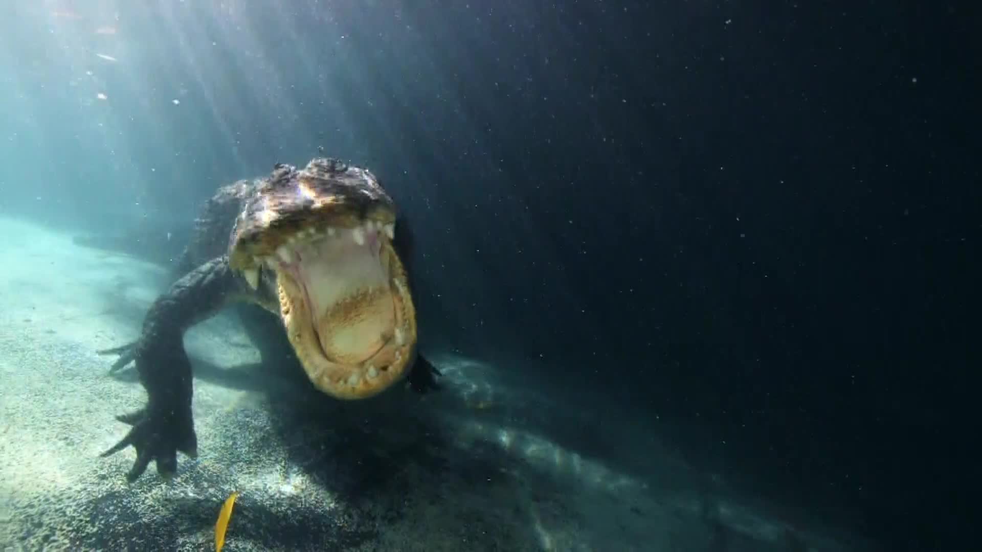 AnimalPlanet