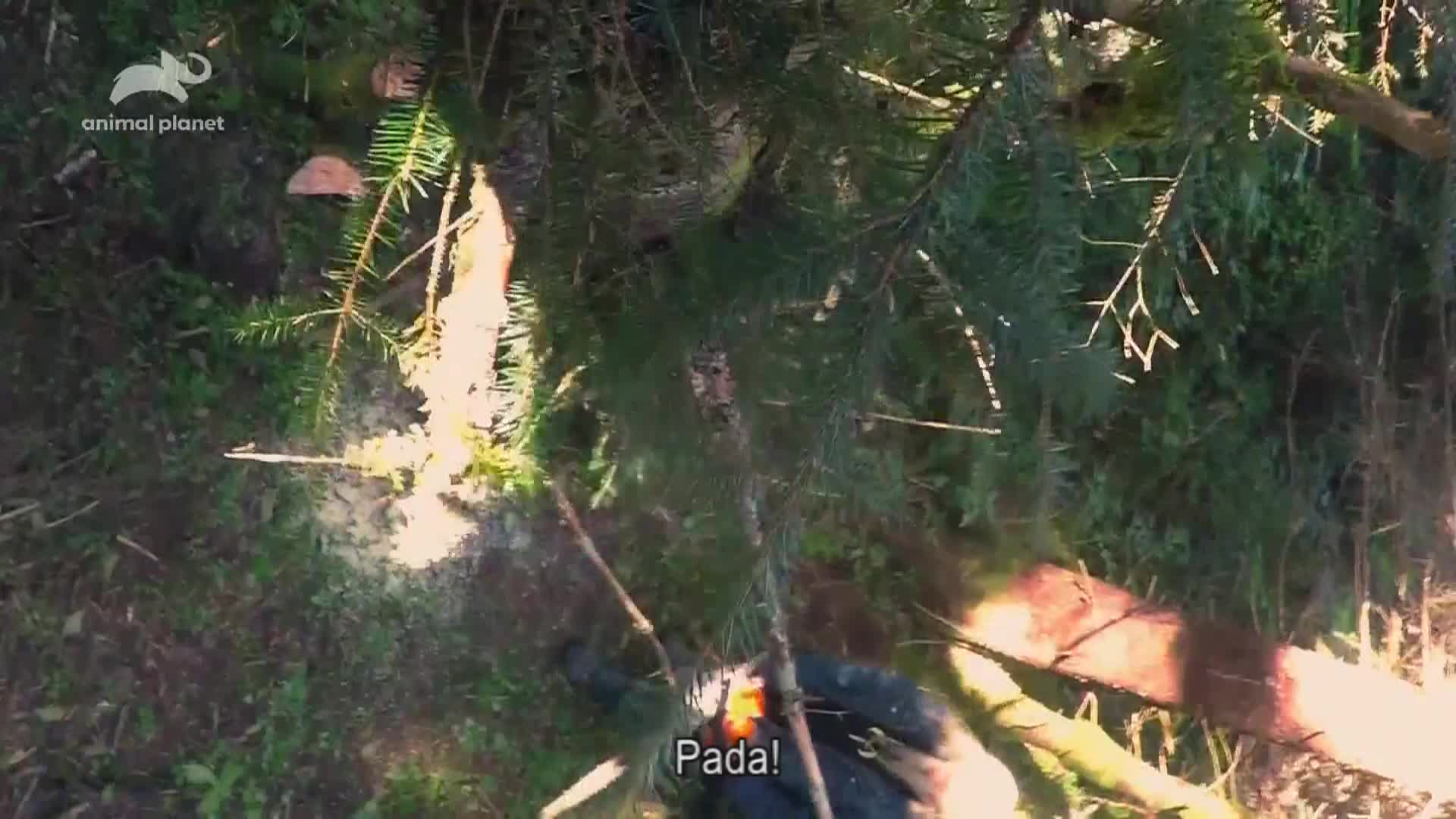 AnimalPlanet