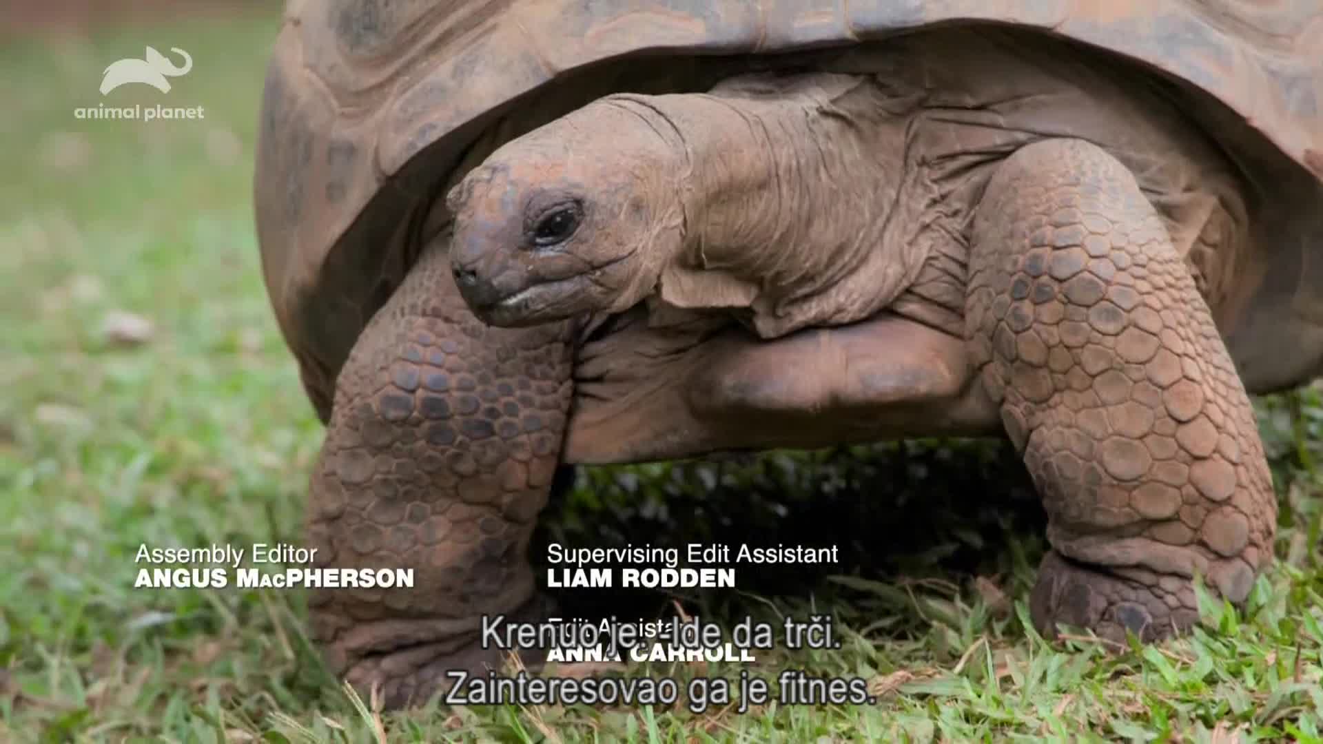 AnimalPlanet
