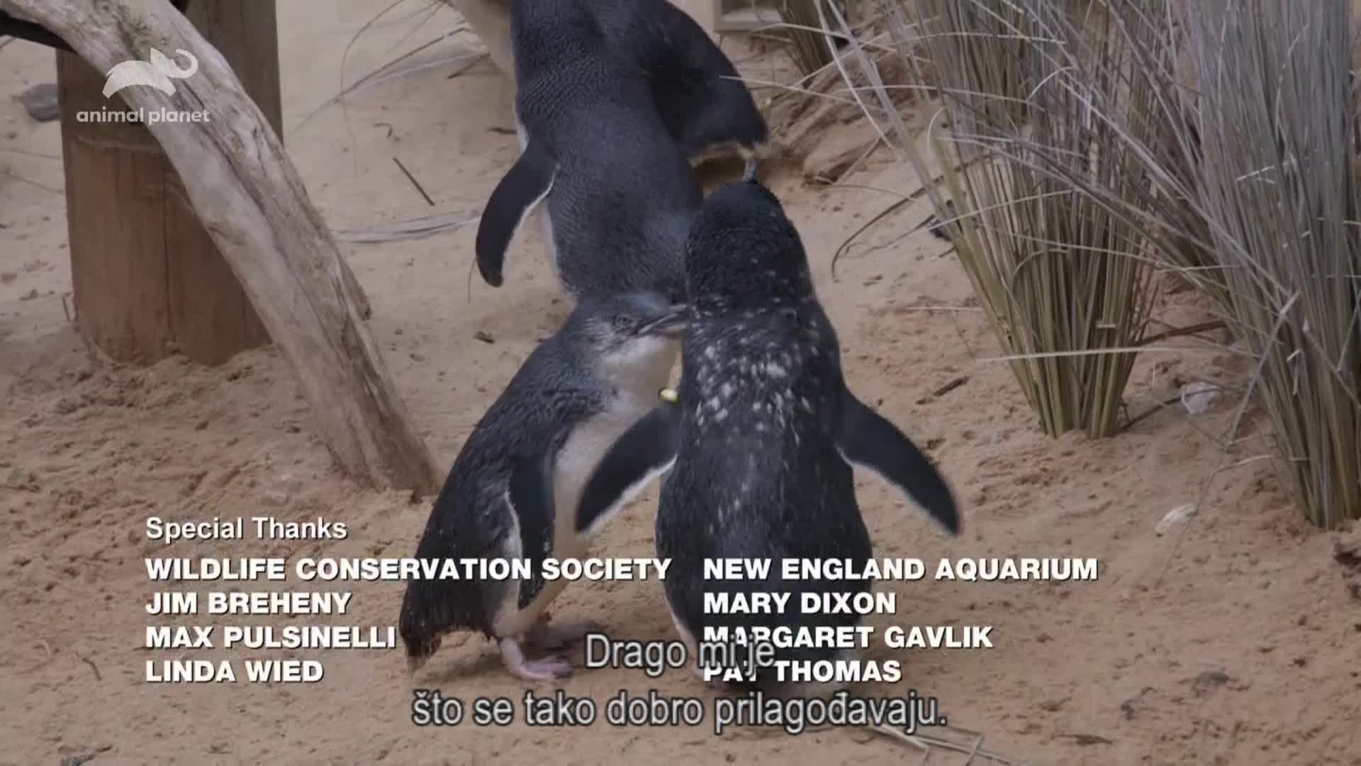 AnimalPlanet