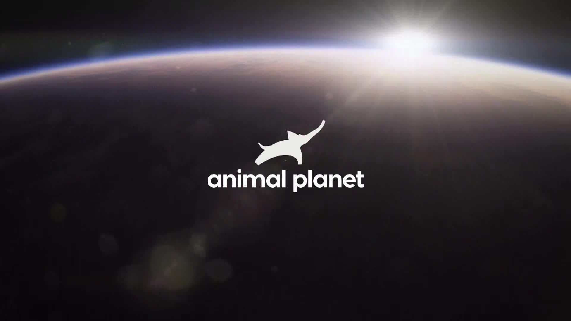 AnimalPlanet