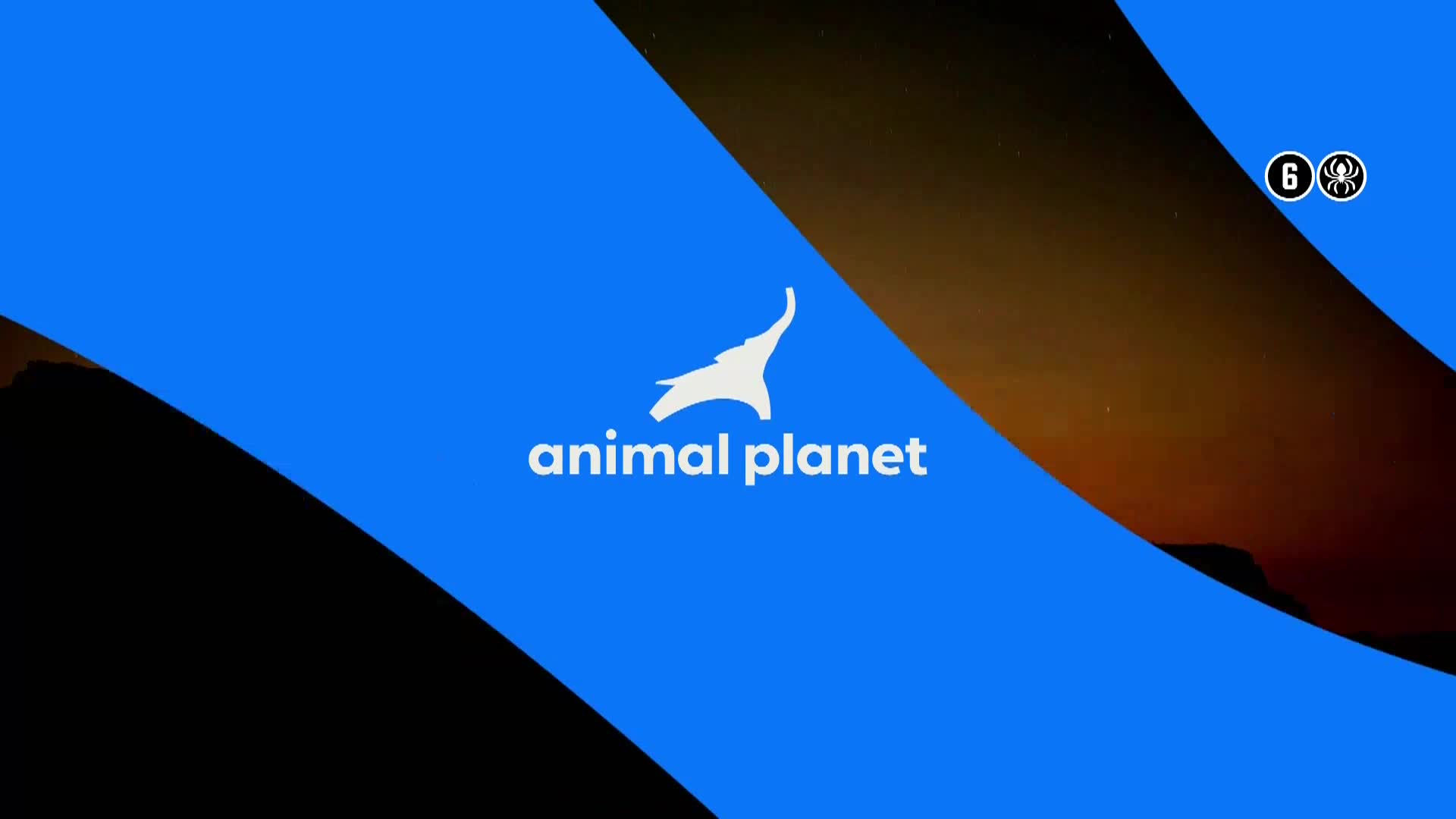 AnimalPlanet