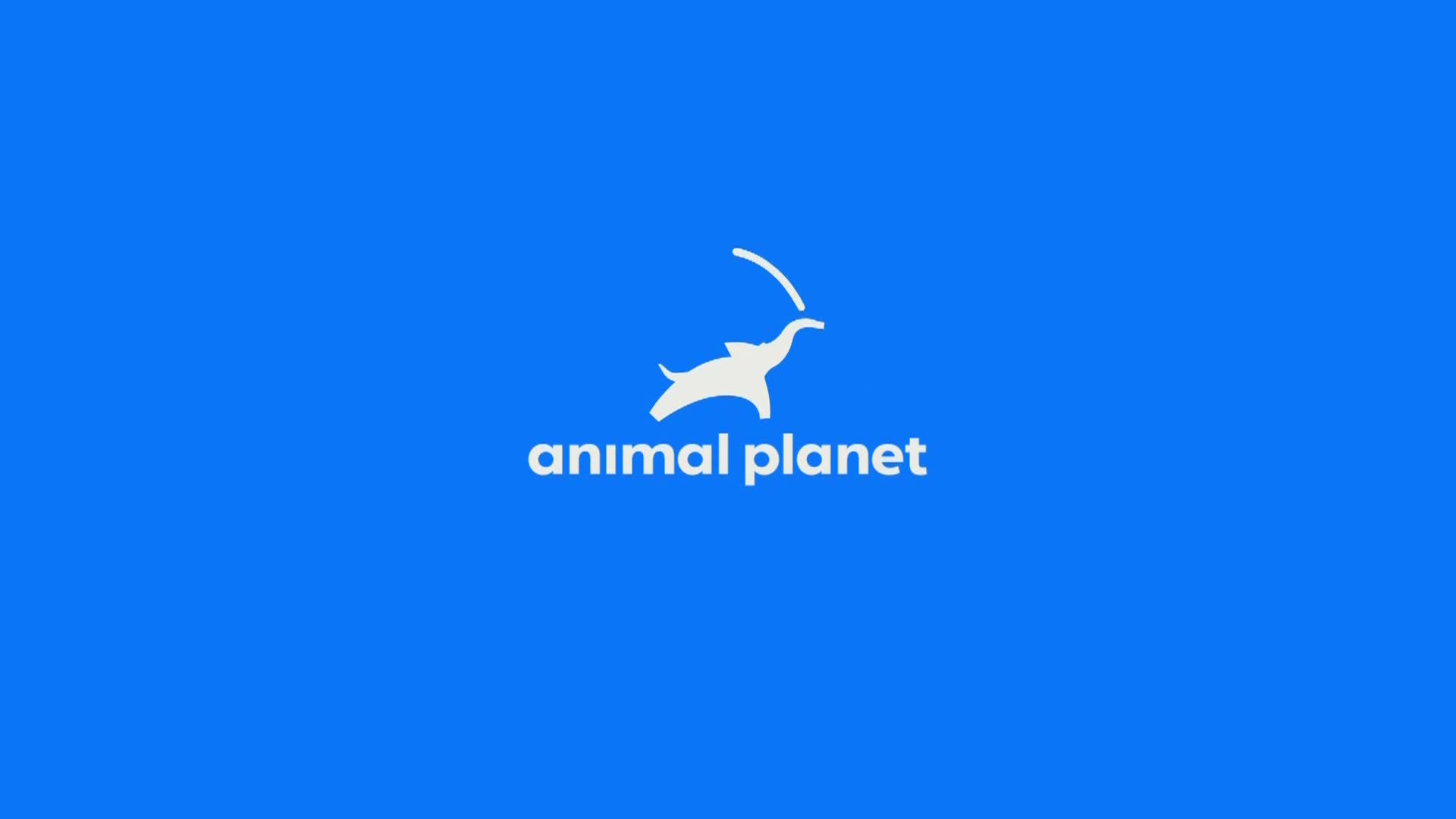 AnimalPlanet