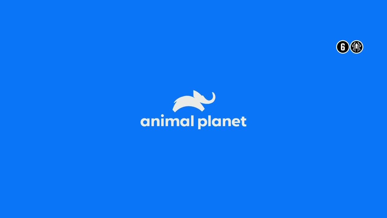 AnimalPlanet