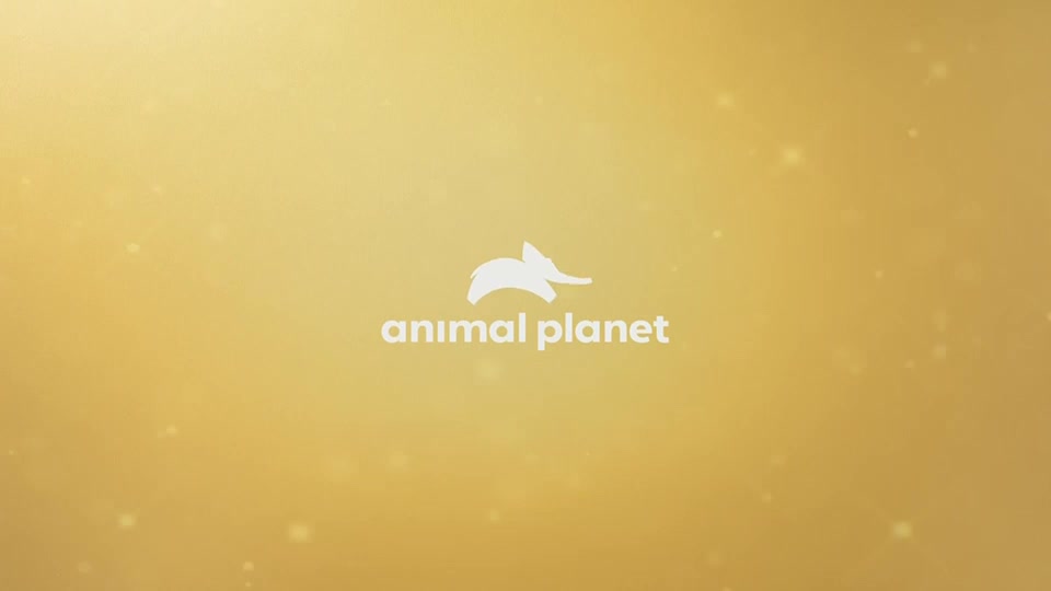 AnimalPlanet
