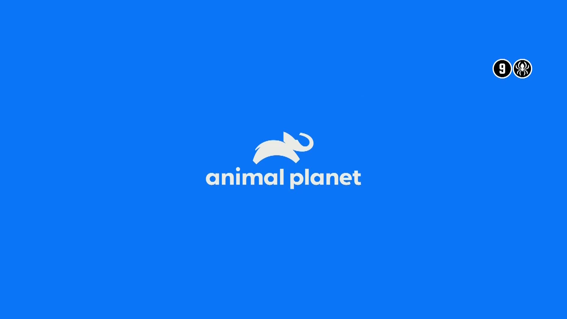 AnimalPlanet