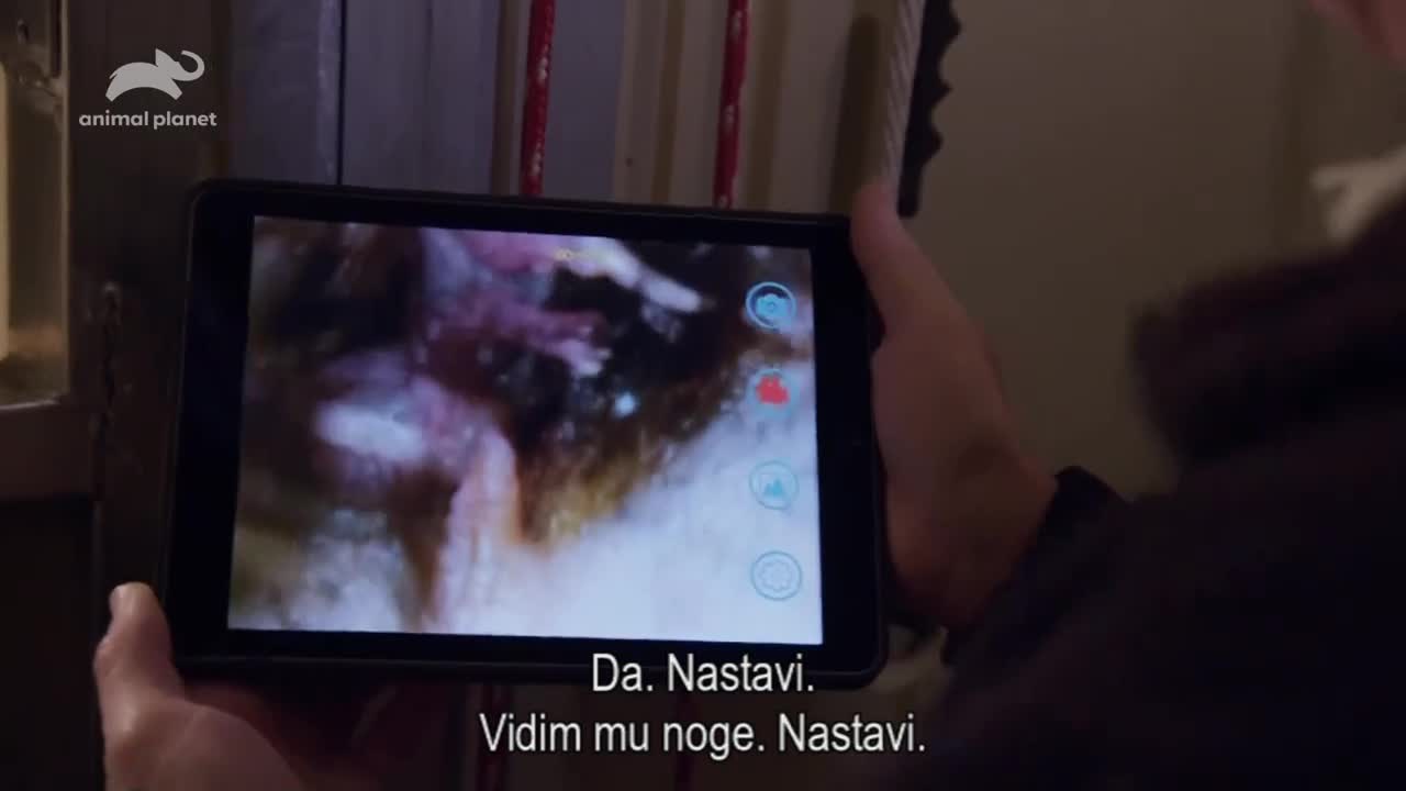 AnimalPlanet