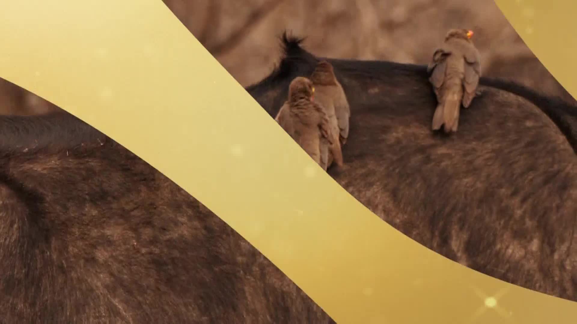 AnimalPlanet