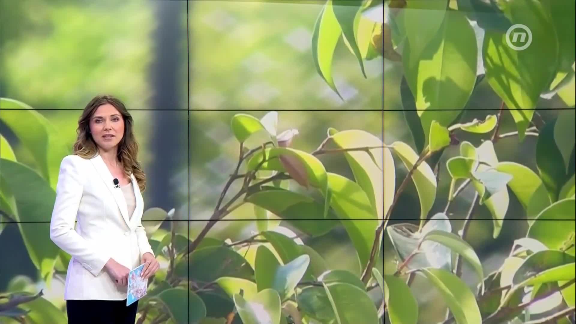 NovaTVbh