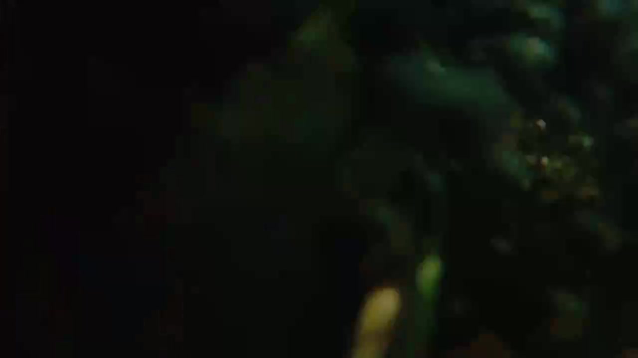 AnimalPlanet