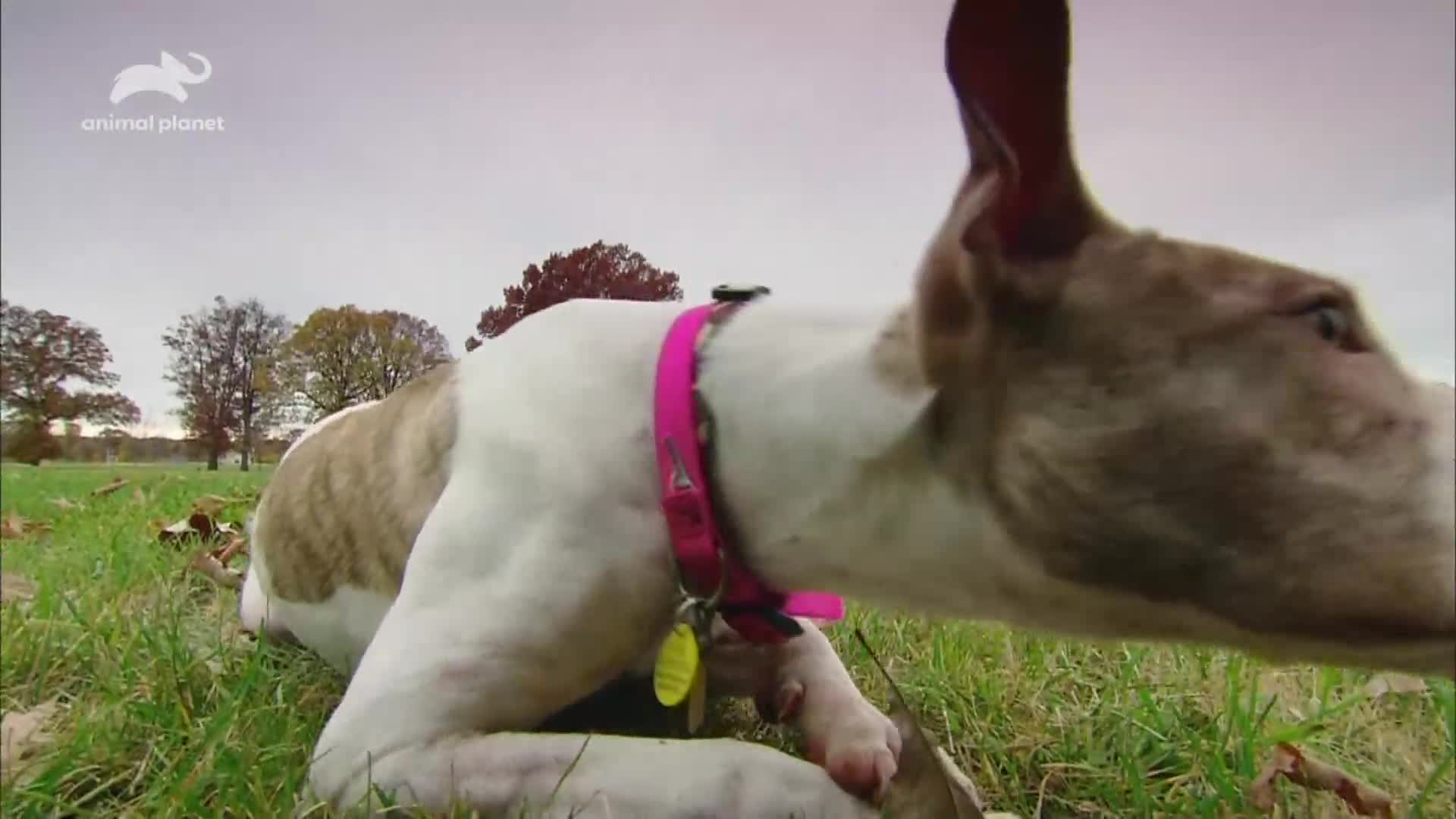 AnimalPlanet