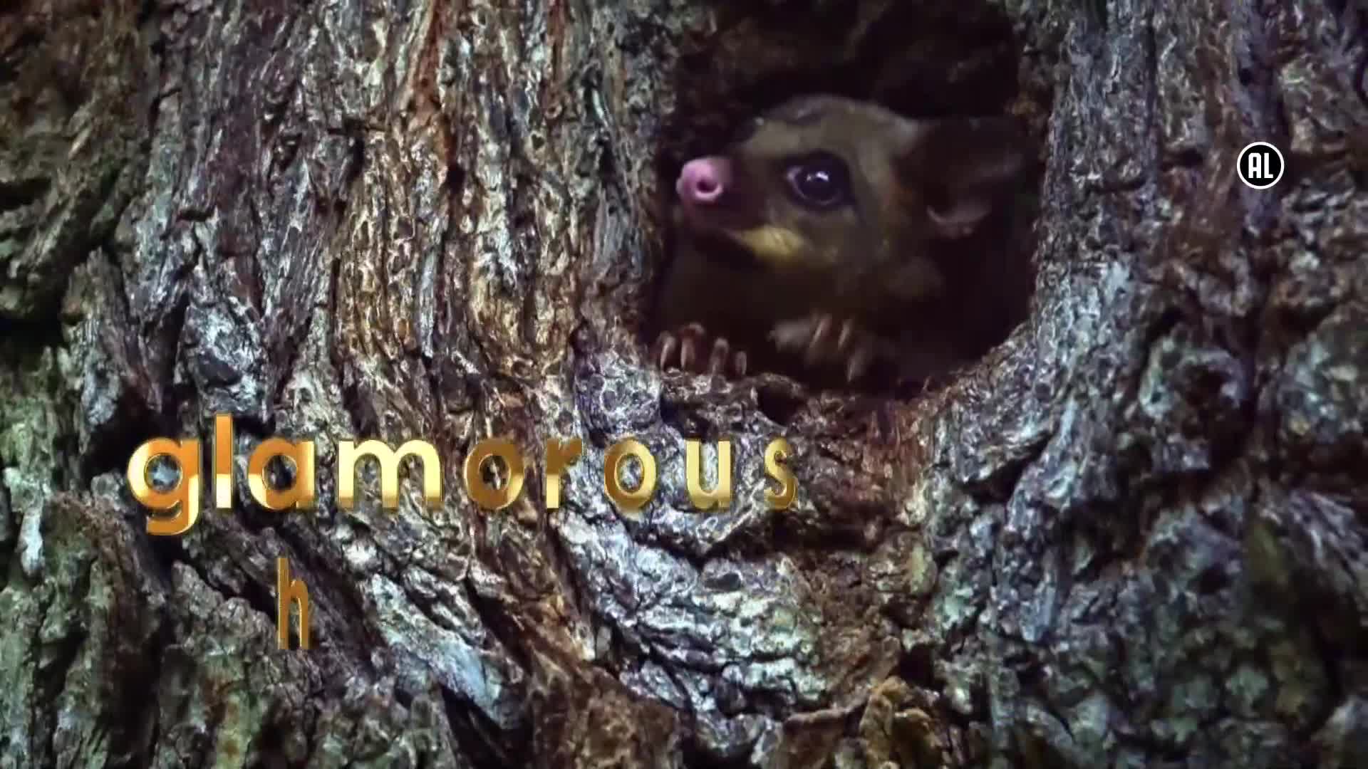 AnimalPlanet