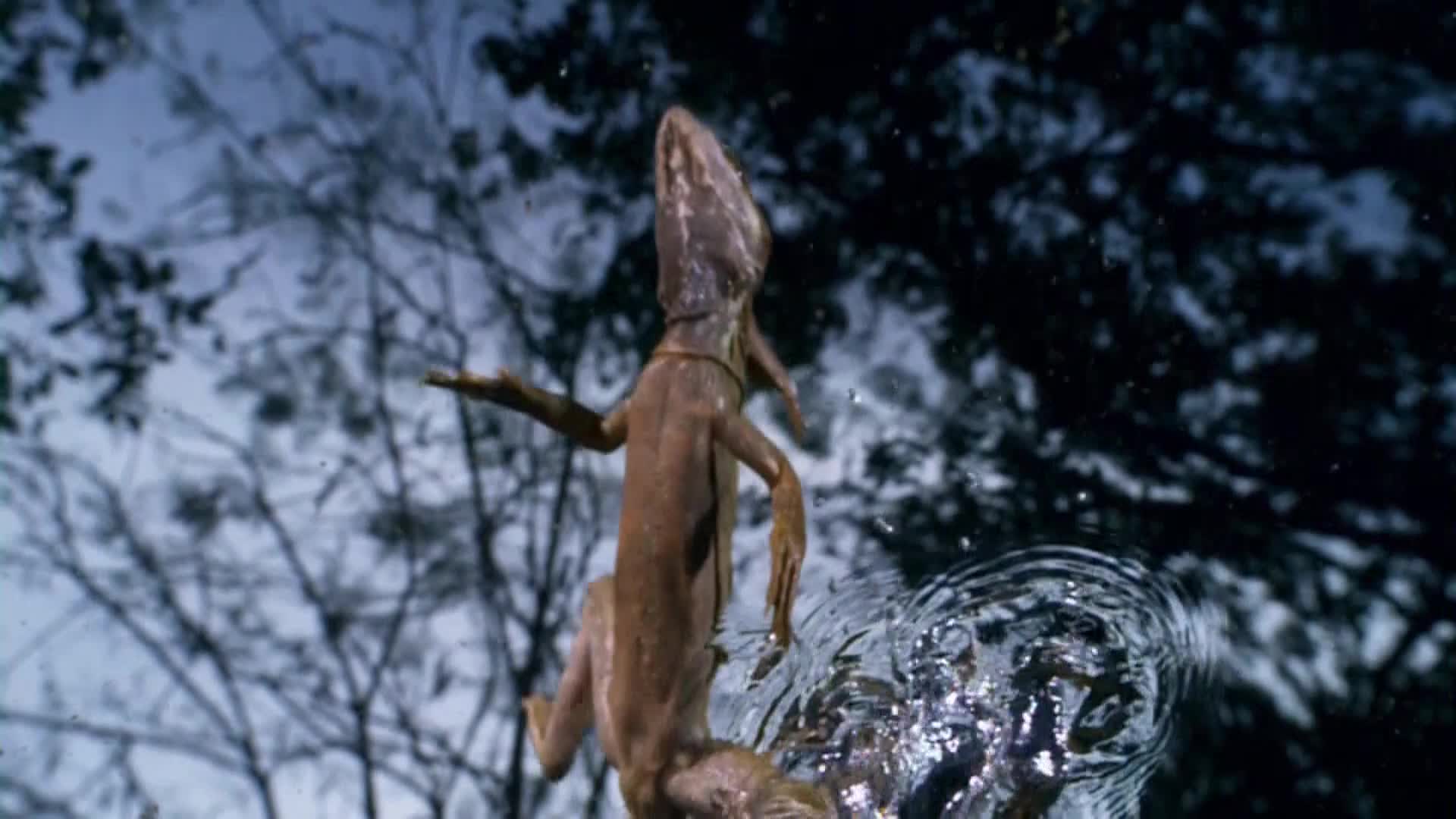 AnimalPlanet