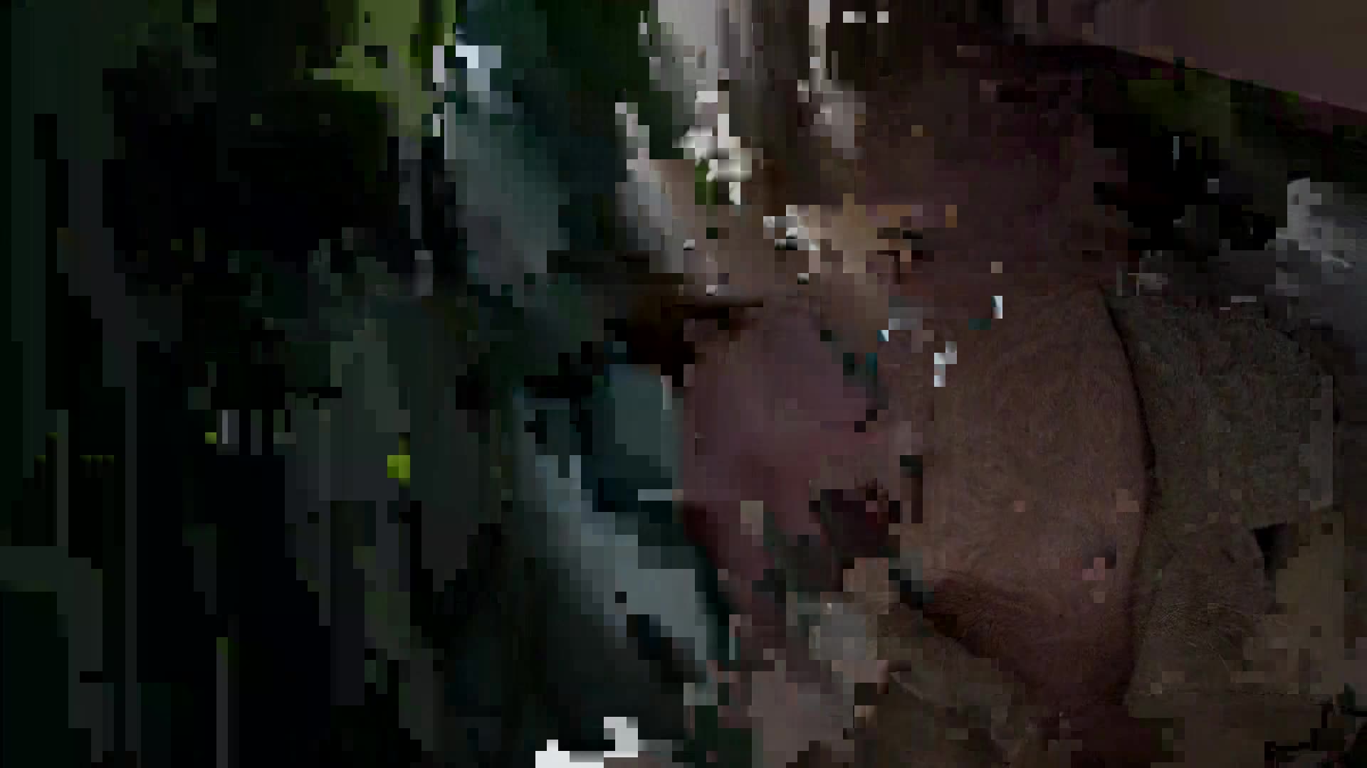 AnimalPlanet