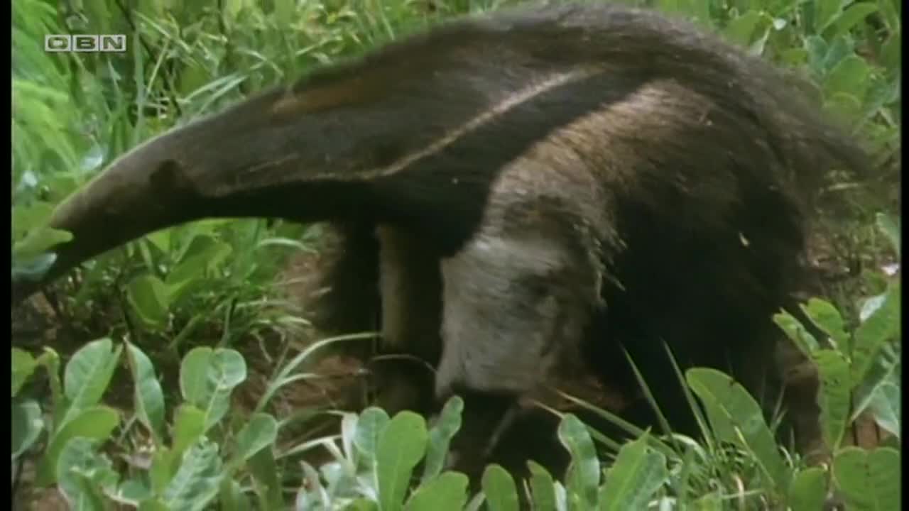 obn