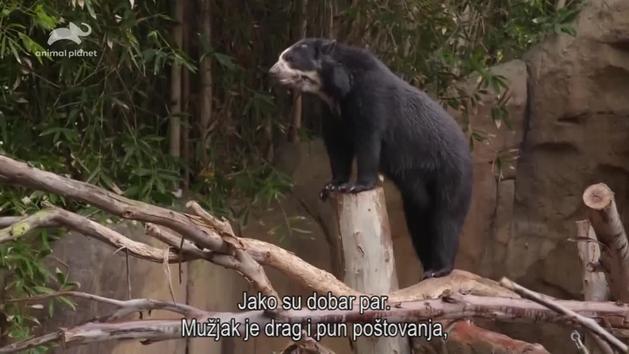 AnimalPlanet