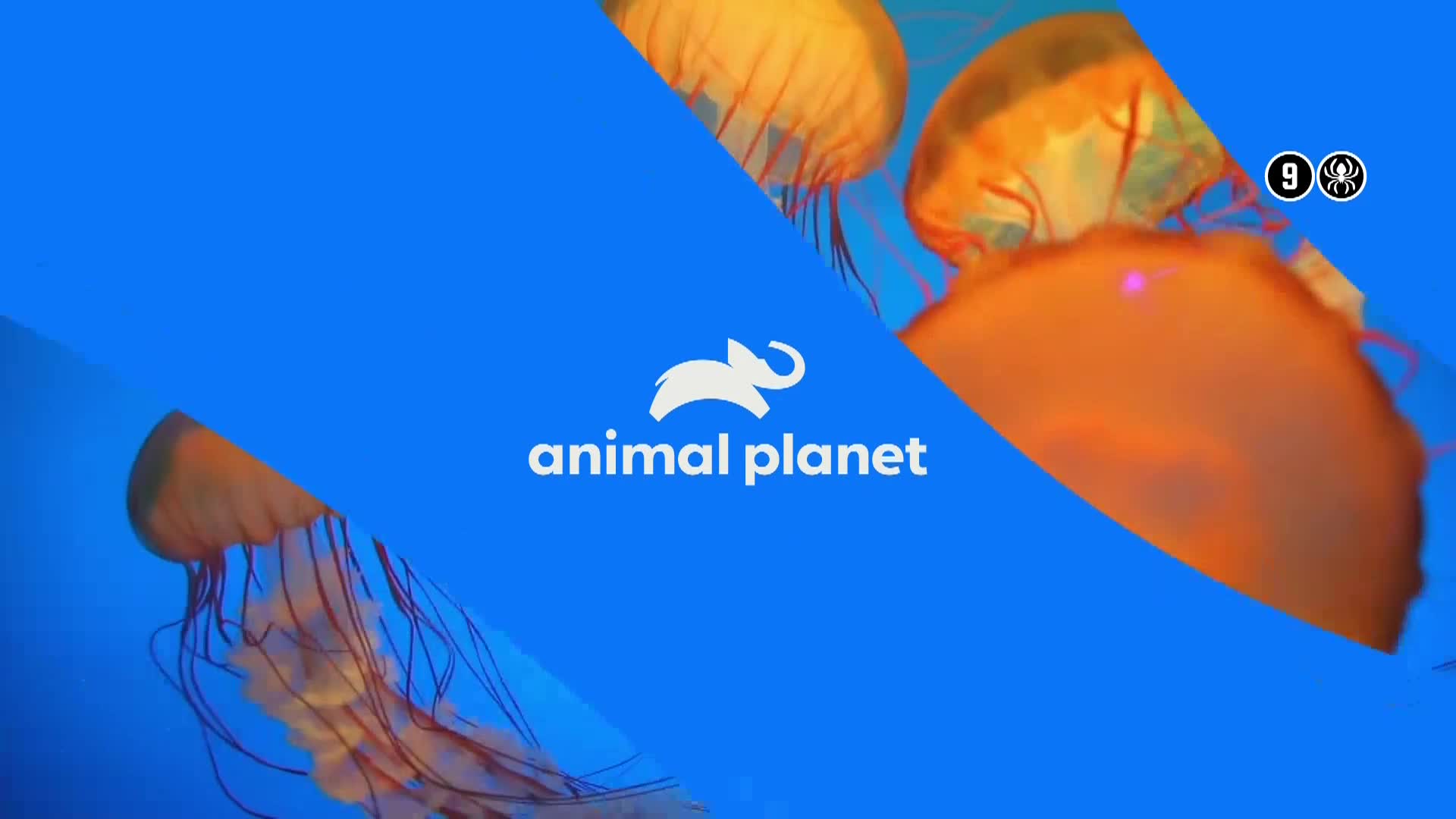 AnimalPlanet