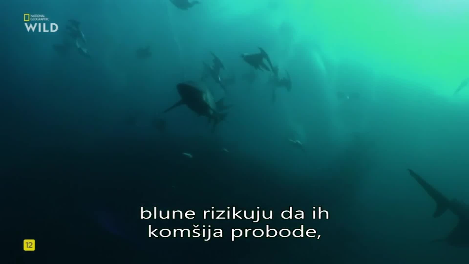 Premium9
