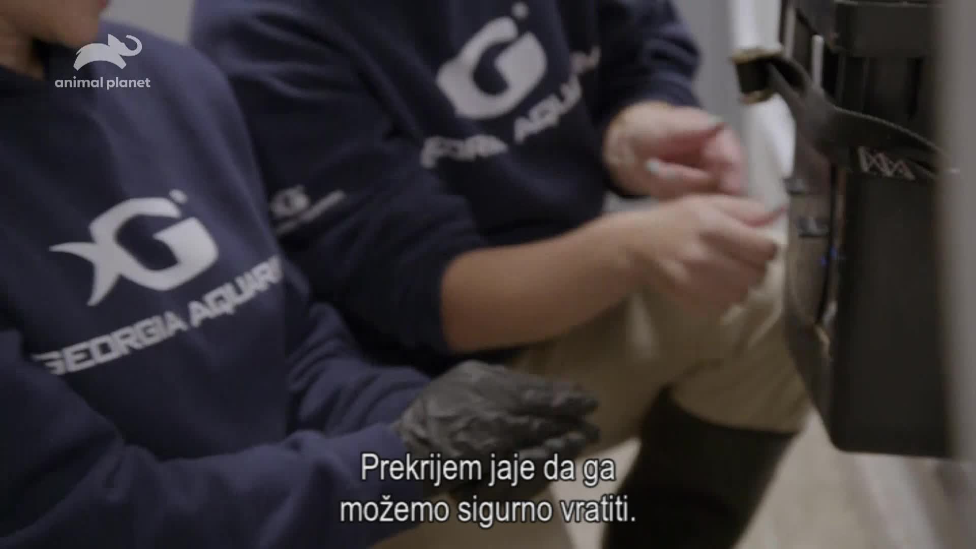 AnimalPlanet