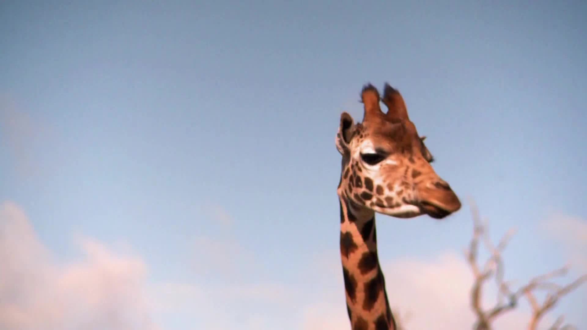 AnimalPlanet