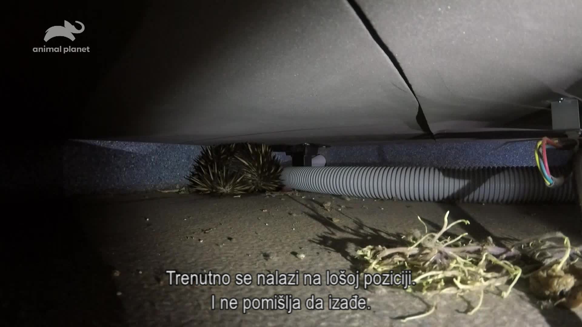 AnimalPlanet